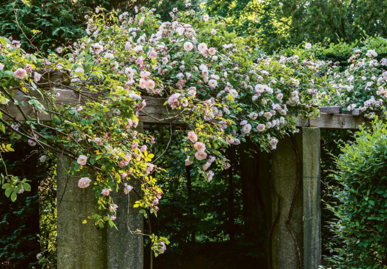 Zartrosa Kletterrosen überwuchern das Dach der Pergola und verweben sich dicht mit dem satten Grün der Blätter. Das warme Sonnenlicht, das durch die Bäume fällt, taucht die Szene in eine ruhige, romantische Sommerstimmung.