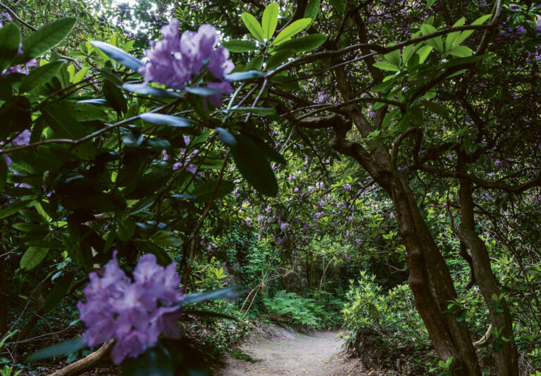 Knorrige Äste sowie blühenden Rhododendren bilden das Hauptaugenmerk. Das gefilterte Licht und die verschwommenen Blüten im Vordergrund verleihen der Szene eine stille, verwunschene Stimmung.