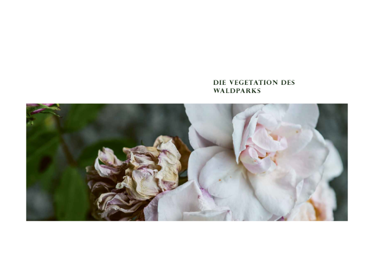 Eine Rose beginnt zu welken. Die Blütenblätter verlieren ihre Spannkraft, verfärben sich leicht und neigen sich langsam nach unten.